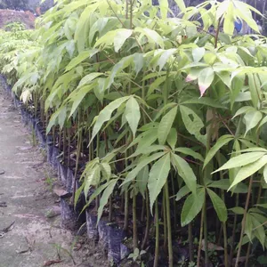 供应美丽木棉