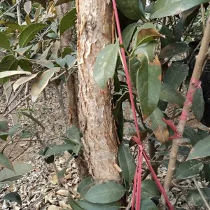 ��***�����а����ص��� ��������*** �͸�����۸�***��
