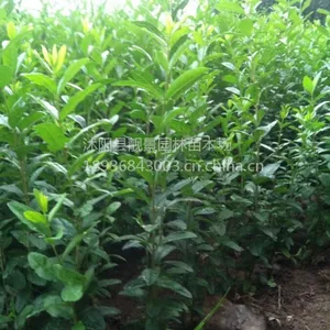 供应水蜡30-60公分高水蜡苗连翘 红瑞木 红王子锦带 绿化苗木