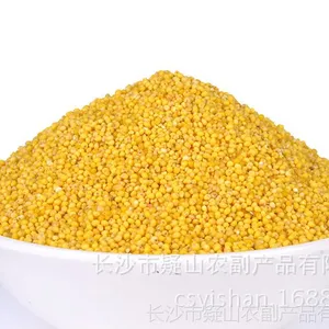 ***供应优质五谷杂粮 天然健康有机糯小米 大黄米 黄小米批发 包物流 量大从优