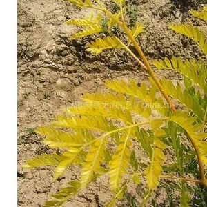 供应金叶皂荚，金叶皂角，花叶复叶槭