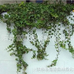 供应常春藤、常春藤苗,别名长春藤、常青藤、长青藤等苗木