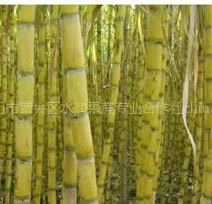 供应大型合作社供应水润甘蔗 黄皮甘蔗 白皮甘蔗