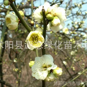 ��Ӧ��÷ ��÷�� ����÷ ������÷�� ��÷�� ��÷ �ȸ��� ÷��