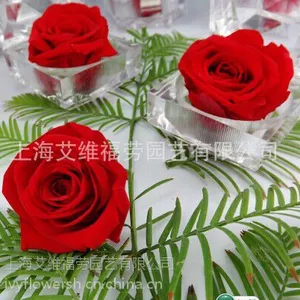 保鲜花技术永生花技术转让-常青藤