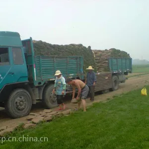 西安草坪种植