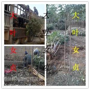��Ӧ��ҶŮ��һ�������� ��������Ů����1.8�ס����������ش�ҶŮ��������