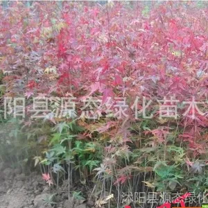 ��Ӧ�ձ�ӣ���� ��ͩ�� �ձ������ ������Ҷ���� ������