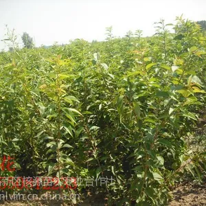 供应供应樱花,碧桃,海棠苗,各种绿化苗木