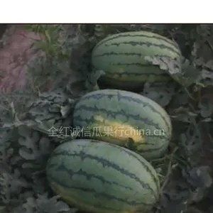 供应陕西大荔自产自销西瓜基地,西瓜批发