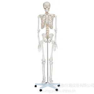 ��Ӧ������KAY/A001�������ģ��180CM ȫ�������걾ģ������Ǽ�ģ��