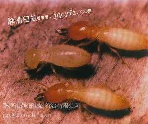 供应珠海工厂白蚁预防,新建厂房仓库园林树木白蚁***