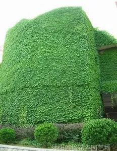 爬山虎苗 爬墙高手 攀缘花卉 藤本植物 五叶地锦苗