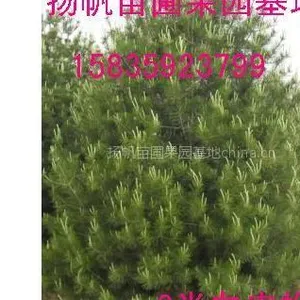 供应供应3米白皮松、3米白皮松供应商，3米白皮松价格