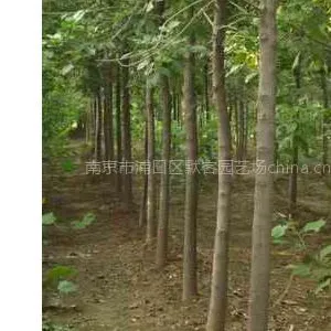 白蜡,白蜡价格,白蜡树苗