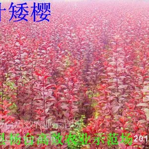 ��Ӧ�������ֹ�����۸�