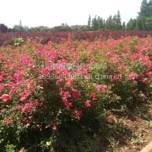 ��Ӧ�ر��¼�30-60���ֳ��Ứ�¼� Ʒ���¼��۸�