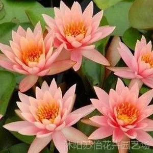 ***水培睡莲根块 水培睡莲 大睡莲