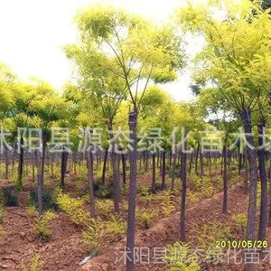 ��Ӧ������ֱ������Ҷ���� �ƽ� ��֦���� ��Ҷ���� �����ȫ