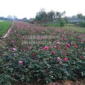 ��Ӧ�ر��¼�30-60���ֳ��Ứ�¼� Ʒ���¼��۸�