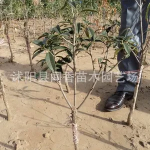 ��Ӧ��***����������۸� ��𻨼۸� ��������޽ӵĹ�С��