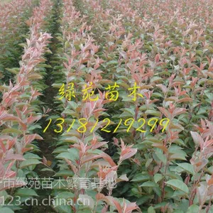 供应绚丽海棠小苗