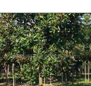 江苏广玉兰价格,10 公分广玉兰价格