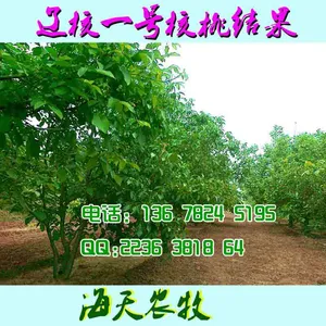 薄壳核桃价格走势,嫁接核桃苗栽植成活率