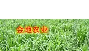 供应牧草_牧草批发_湖南牧草批发_送牧草种植技术