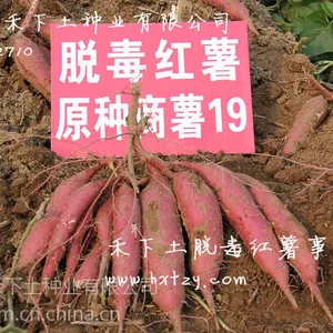 高产商薯19脱毒红薯苗找邯郸市禾下土种业有限公司