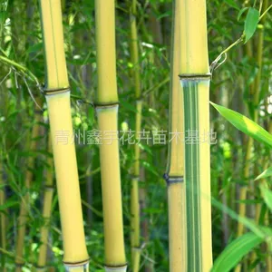优质耐寒绿化竹子北方观赏绿竹庭院绿化园林竹子