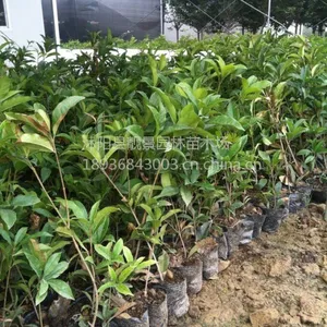 供应桂花树1-5公分桂花苗 流苏嫁接桂花 绿化苗木桂花树