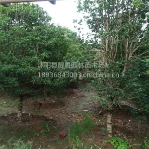 供应桂花树1-5公分桂花苗 流苏嫁接桂花 绿化苗木桂花树
