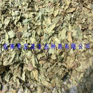 新采青钱柳老叶茶,青钱柳干叶,青钱柳叶子