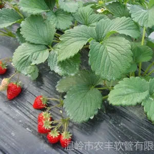 供应普通N45微喷带 滴灌管 农用滴灌带 PE滴灌管 农用微喷带 生产厂家