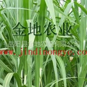 供应甜象草种植_甜象草牧草种子批发