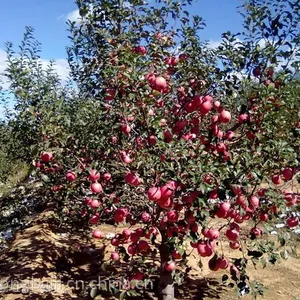 ��������Ӧ�����ա����ۡ�����ֱ�������������ظ�ʿƻ��