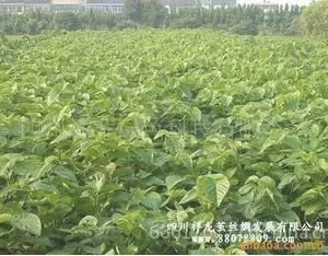 供应大量供应优质价廉饲料桑杂交桑苗 沙2×伦109