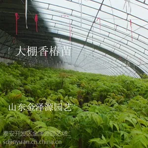 【1公分2公分3公分5公分占地大棚香椿苗山东1-5公分占地香椿苗价格】