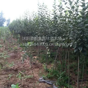 ��Ӧ��������1-6�����̻���ľ����������۸�˿������