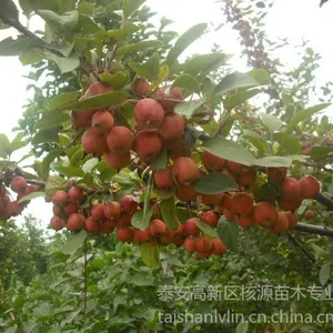 供应北美海棠(丰盛,亚当,冬红果)北美海棠价格