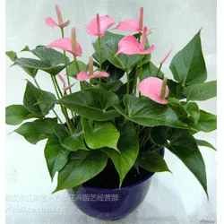 供应武汉植物租赁,武汉植物租赁价格