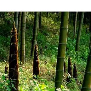 供应优质井冈毛竹