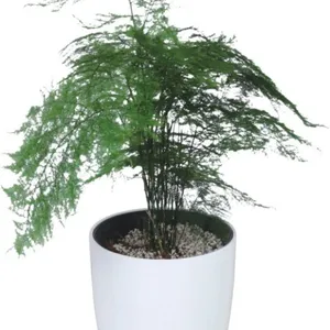 1801圆形、腰鼓(花鼓)喜庆造型花盆