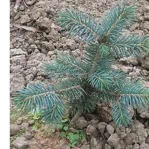供应克罗拉多蓝杉,蓝杉,美国蓝杉