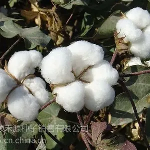 供应棉花种子报价棉花种子基地棉花种子中心棉花种子价格