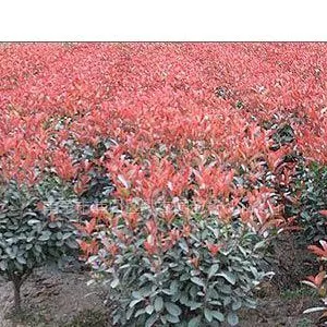 红叶石楠球,红叶石楠球价格,红叶石楠球树苗