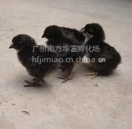供应***黑鸡苗、黑土鸡苗、纯种土鸡苗,肉质好,营养价格高