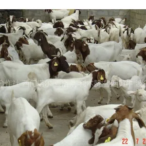 供应种羊价格,肉羊养殖场,优质波尔山羊价格、