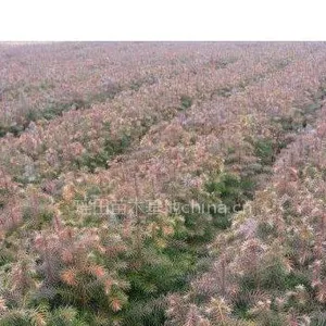 供应江西苗木基地大量批发 杉苗 杉木 自产自销自用 质优价廉 诚信 蔡生13979604644